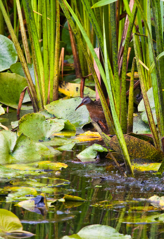 Virginia Rail In Reeds